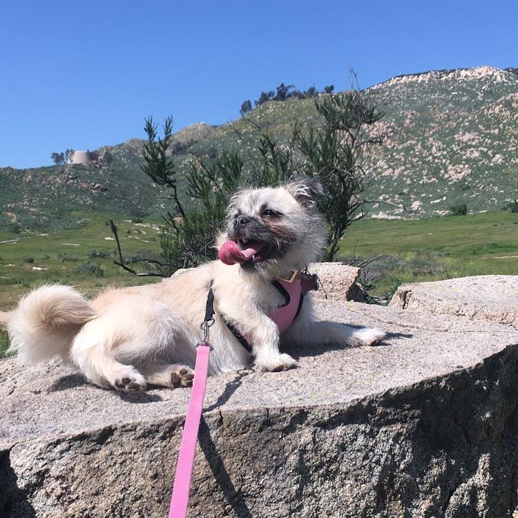 Pug Maltese Mix Pup Relaxing on Rock Outdoor