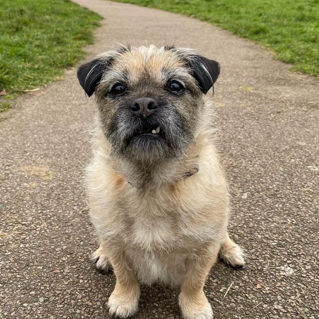 Close Up of Pug Mixed with Shih Tzu Dog Sitting on Walkway