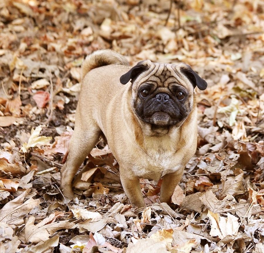 Pug Pup