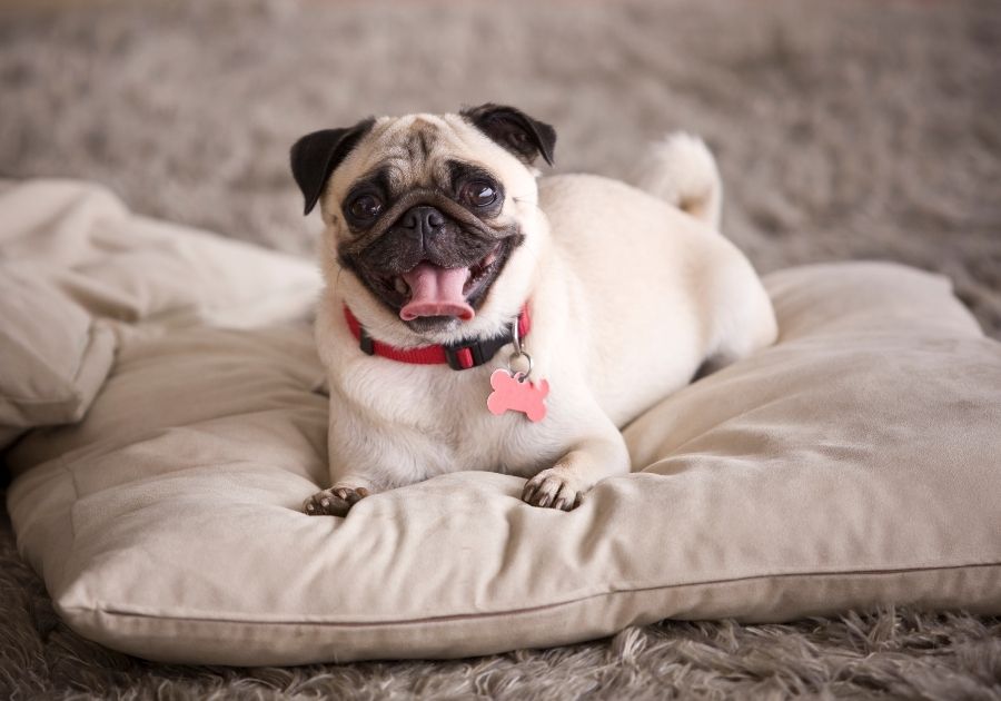 Pug Resting on Pillow