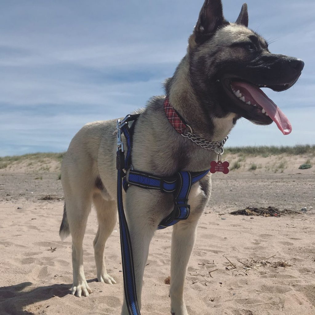 Pug Siberian Husky Mix Standing