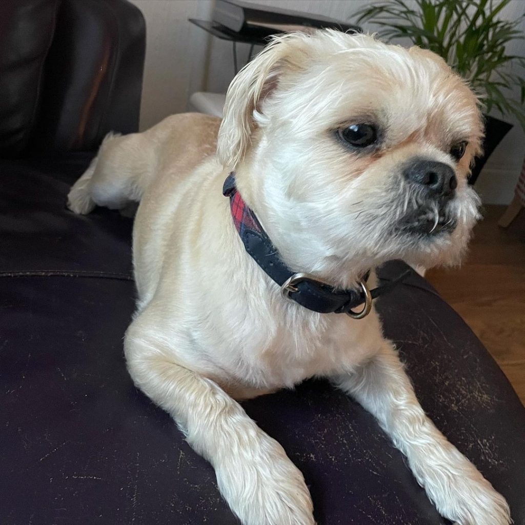 Pug and Shih Tzu Mix Dog Lying on Sofa