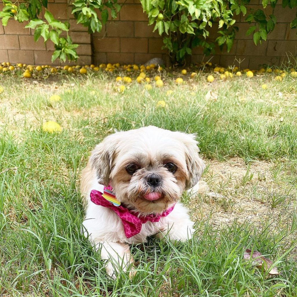 Pug and Shih Tzu Mix Pup Playing on Grass