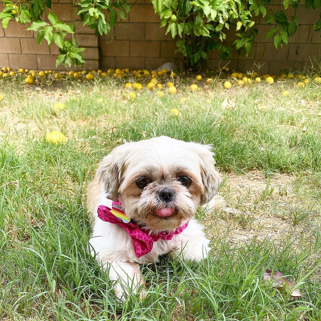 Pug-Zu: Shih Tzu Pug Mix Facts, Pictures & Guide | Puplore