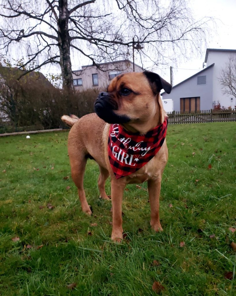 Pugweiler - Rottweiler Pug Mix Pup Standing on Grass Looking Aside