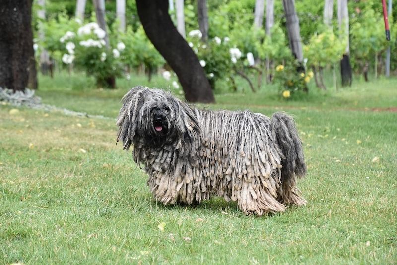 Puli Dog Breed