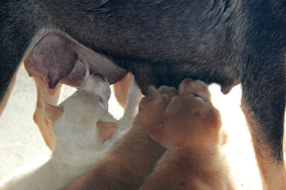 Puppies Sucking Milk from Mother