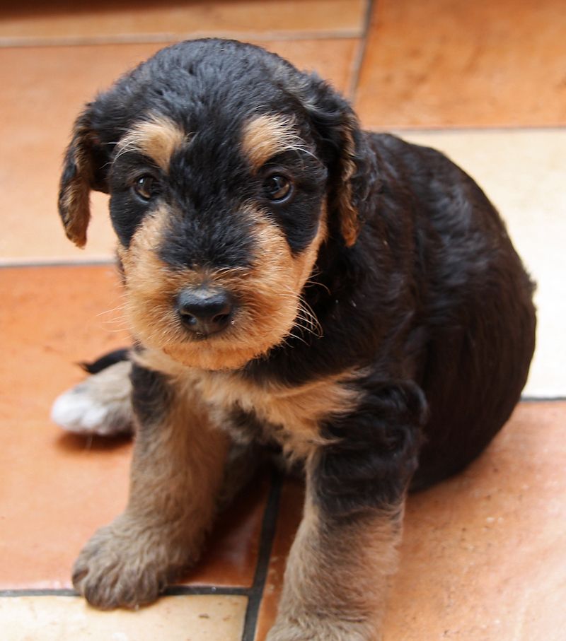 Airedale Terrier Puppy