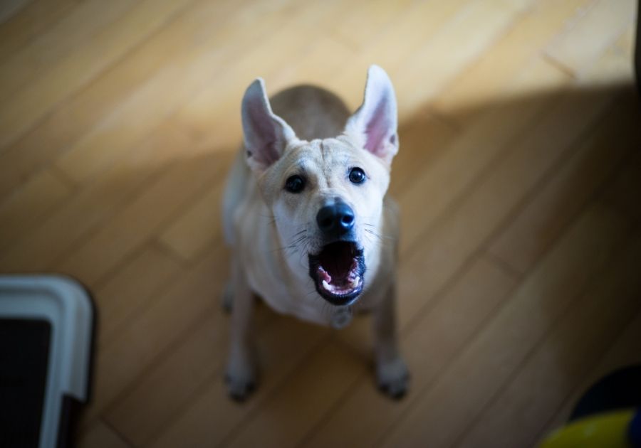 Puppy Barking Looking Up