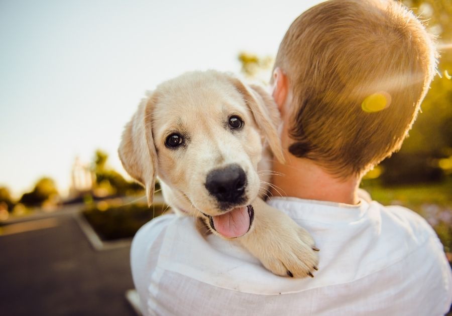 Puppy Carried by Person