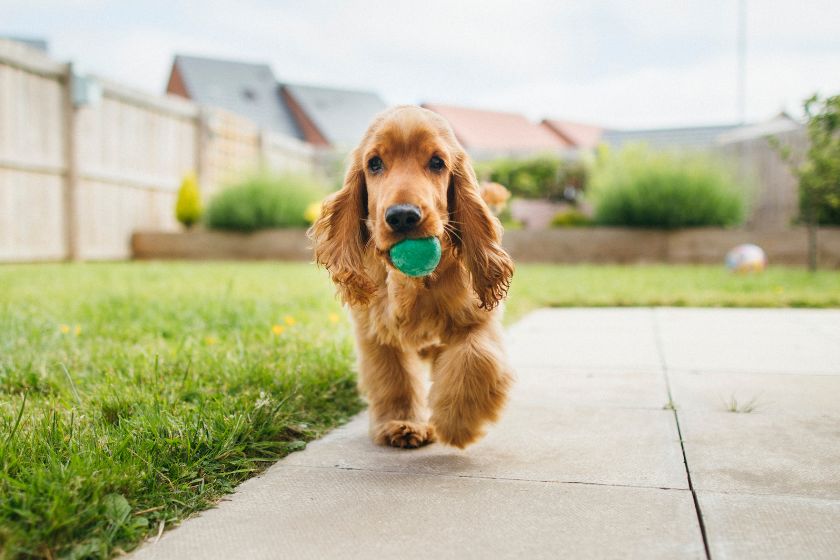 Puppy Playing Fetch