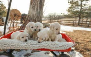 Labrador Puppies – How Many Can Usually Have in First Litter?