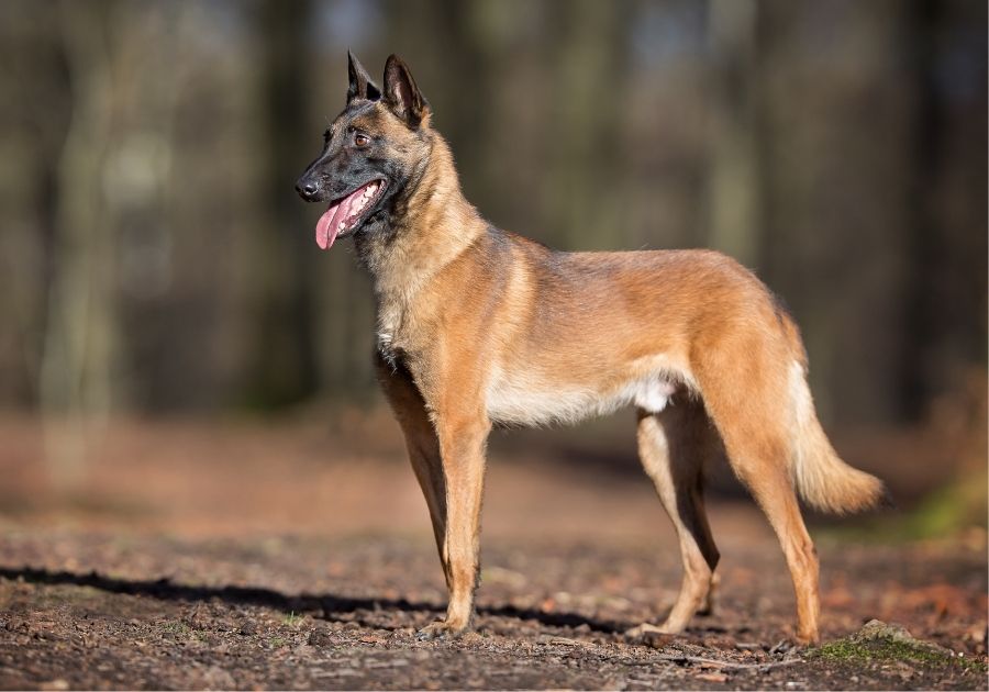 Purebred Belgian Malinois Dog Standing