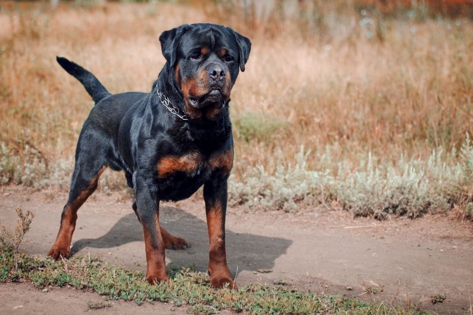 Purebred Rottweiler Dog in Full Standing Height