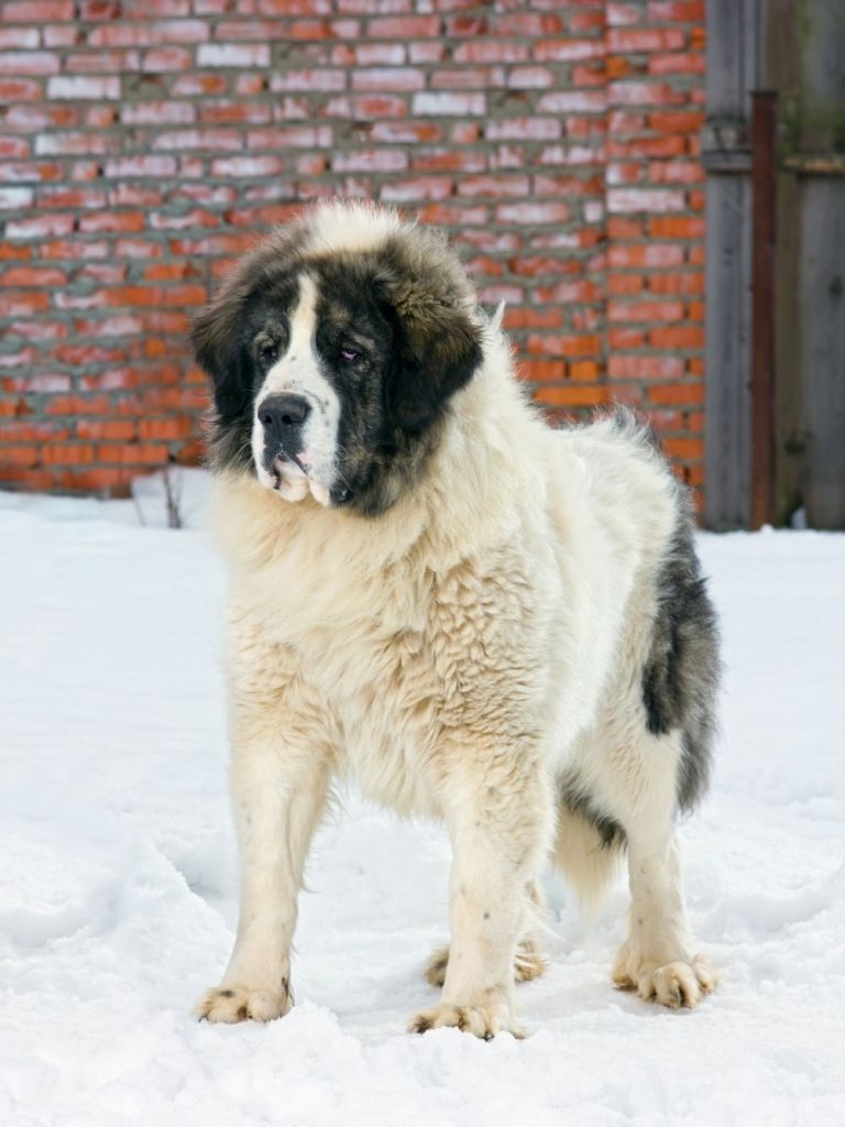 White and Black-Brown Patched Pyrenean Mastiff Dog Standing on Snow