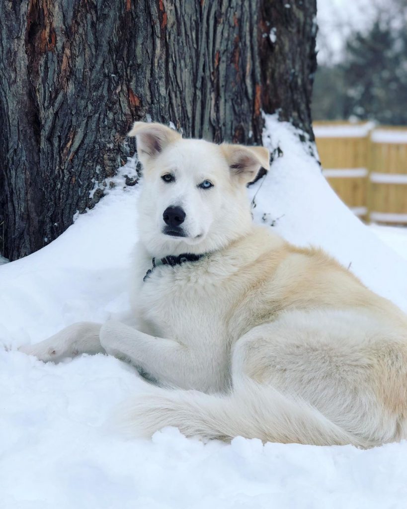 Pyrenees Husky Mix Dog Lying on Snow