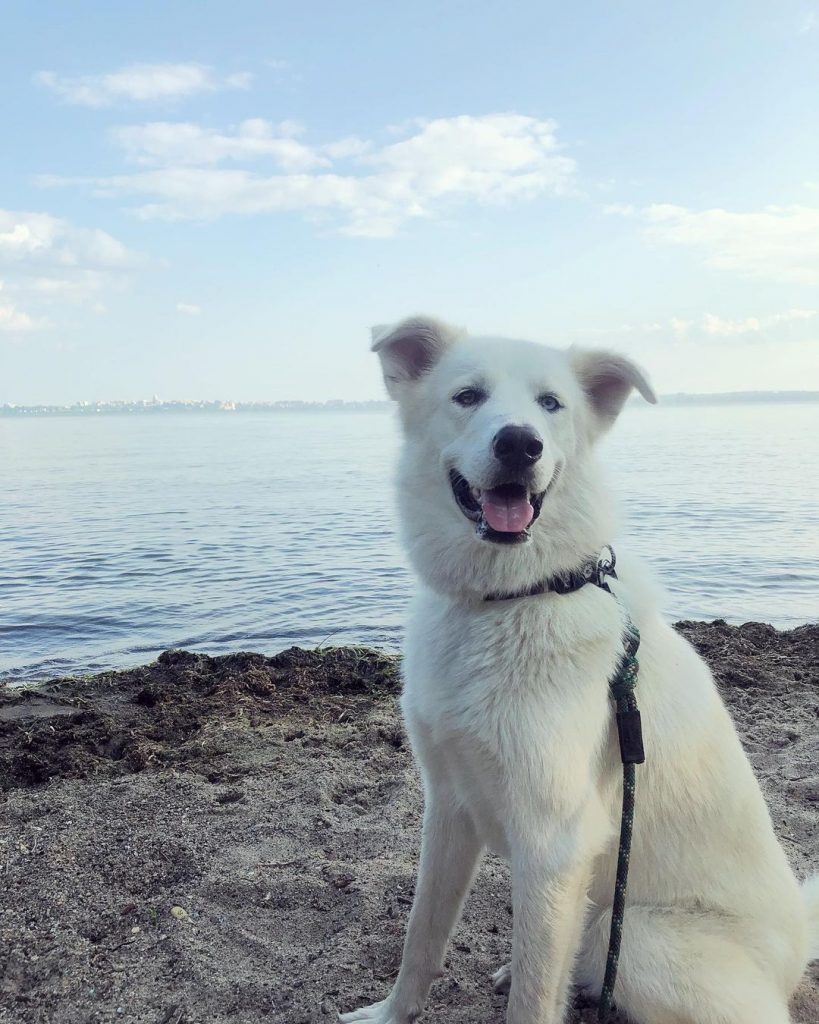 White Pyrenees Husky Mix Dog Sitting on Ground Near Beach