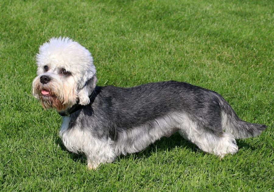 Rare Dandie Dinmont Terrier Dog Standing on Green Grass