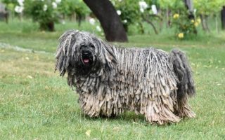 20 Rare & Exotic Dog Breeds That’ll Blow Your Mind