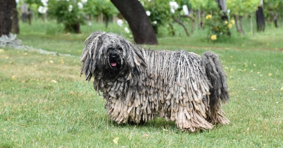 Rare & Exotic Dog Breeds That'll Blow Your Mind