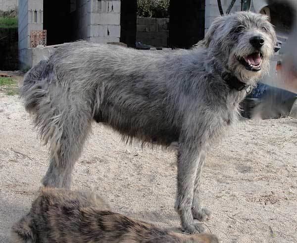 Rare Italian Sardinian Shepherd Dog