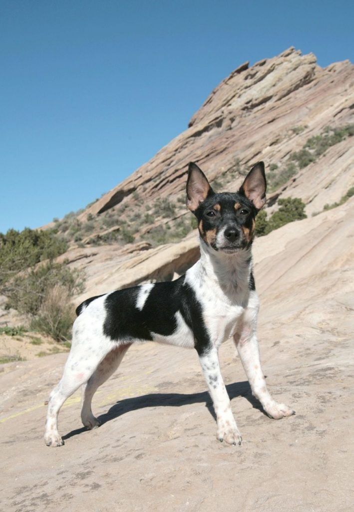 Rat Terrier Dog Outdoors