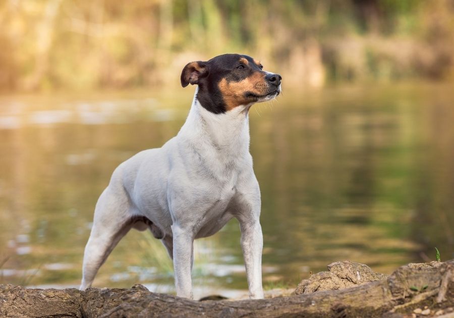 White Ratonero Bodeguero Andaluz Dog Breed with Black and Tan Head