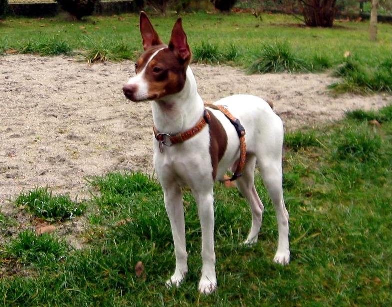 Ratonero Valenciano Dog Standing on Grass