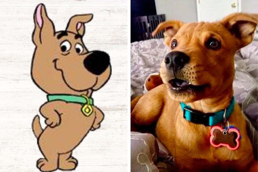 Real Life Dog That Looks Like Scrappy-Doo