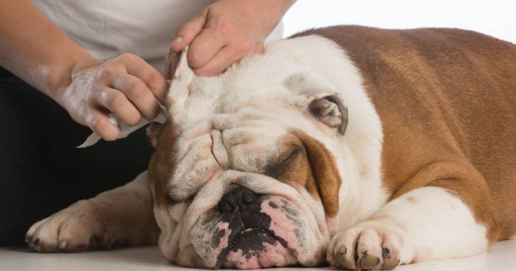 Cleaning Dog's Ears