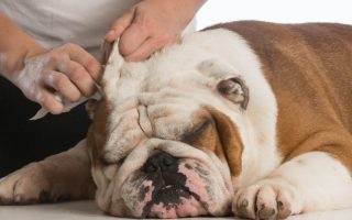 Reasons Why Your Dog’s Ears Smell, Treatment & Guide