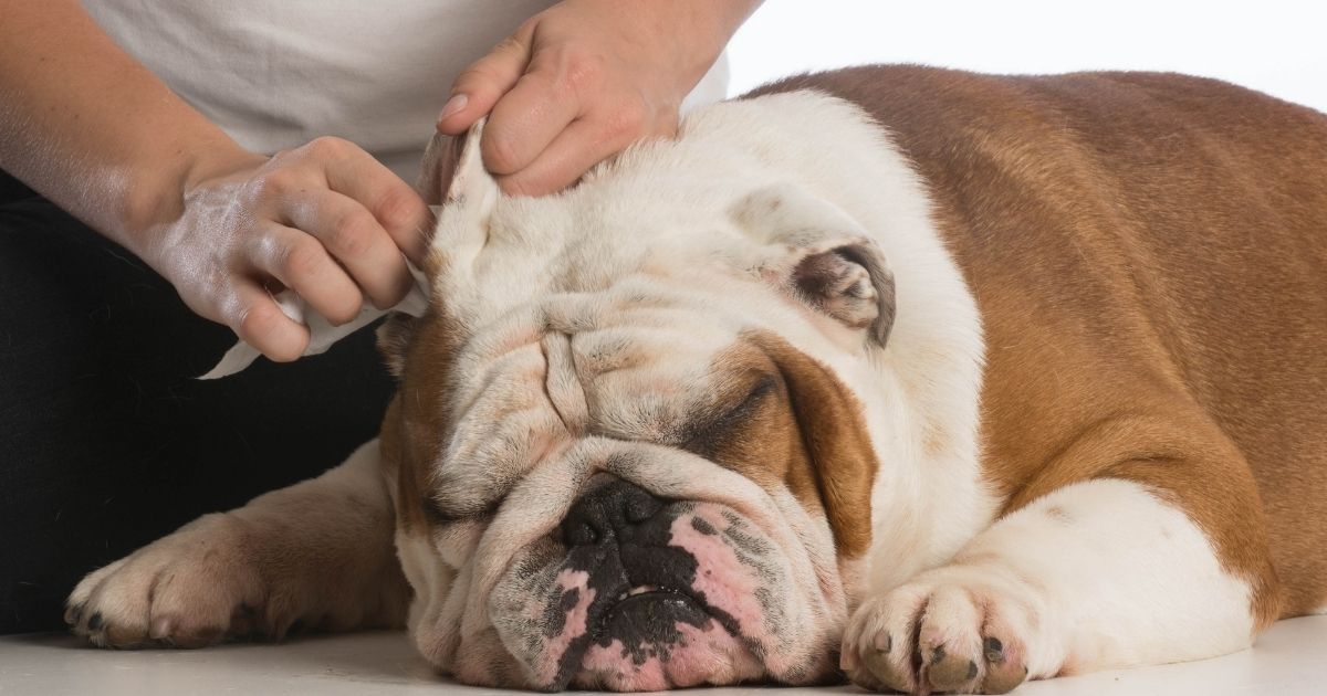 Reasons Why Your Dog's Ears Smell, Treatment & Guide