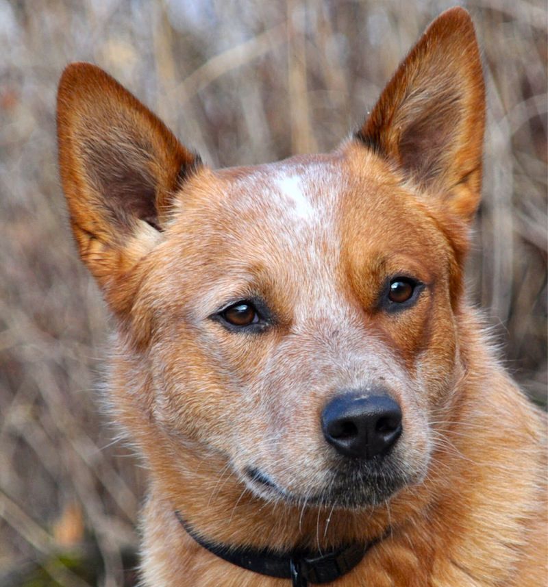 Red Australian Cattle Dog