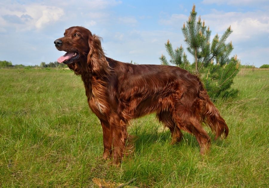 Red Irish Setter Dog Standing at Park