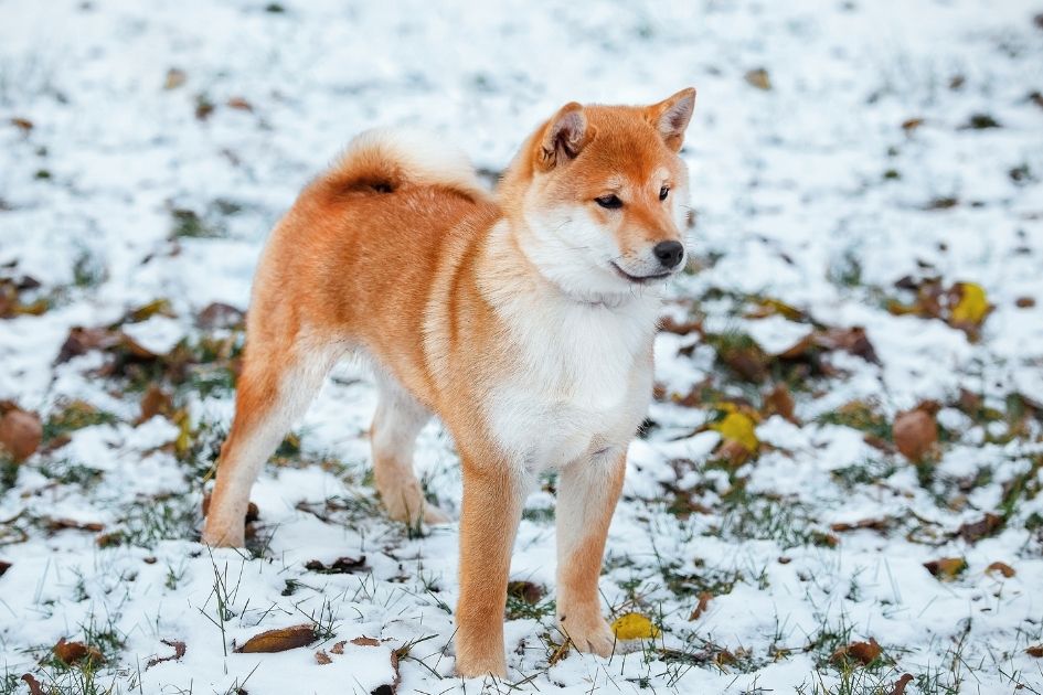 Red Japanese Shiba Inu Standing on Snow