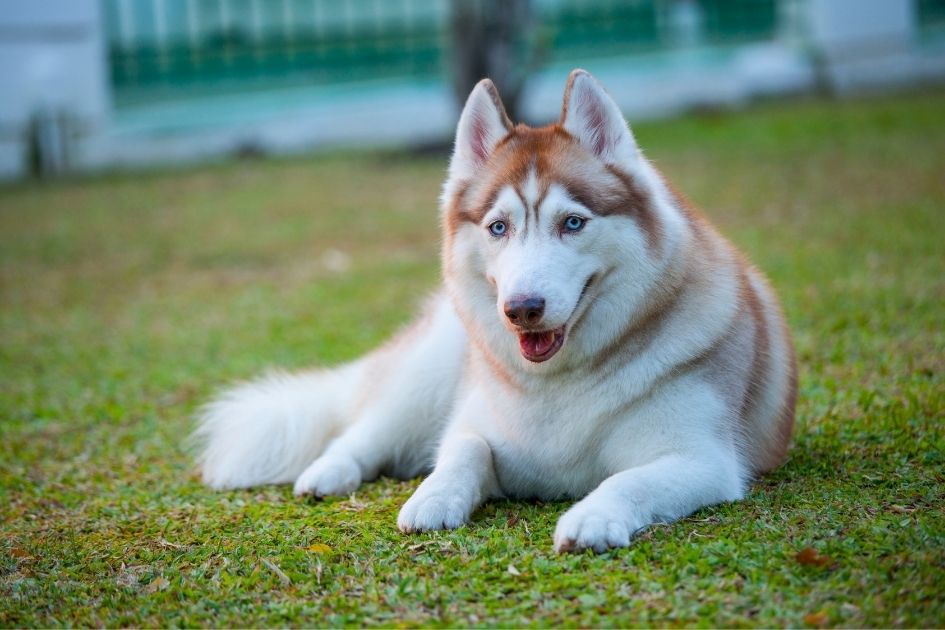 Red Siberian Husky Lying on Grass Smiling