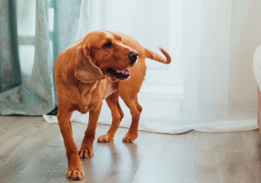 Redbone Coonhound Dog Standing Indoors Looking Aside