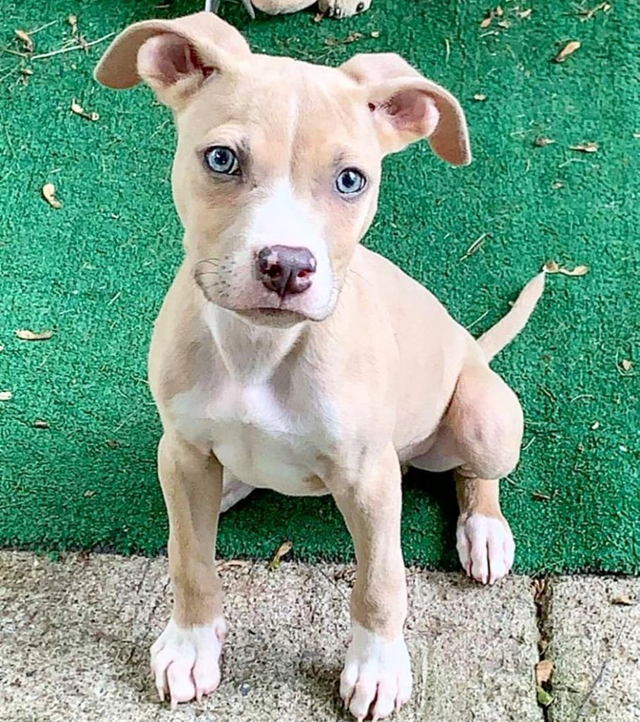 Rhodeshian Ridgeback Pitbull Mix Puppy Sitting on Floor