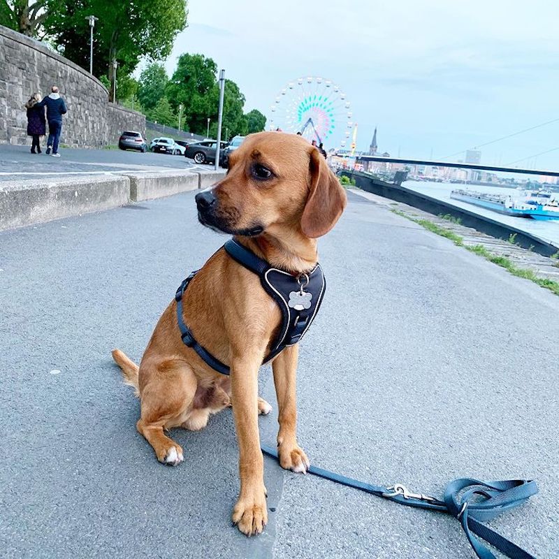 Rhodesian Ridgeback Beagle Mix Sitting Looking Aside