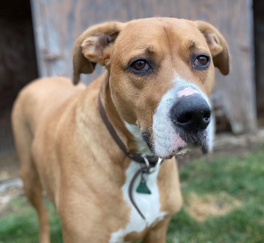 Rhodesian Ridgeback Boxer Mix Standing Aside in the Yard