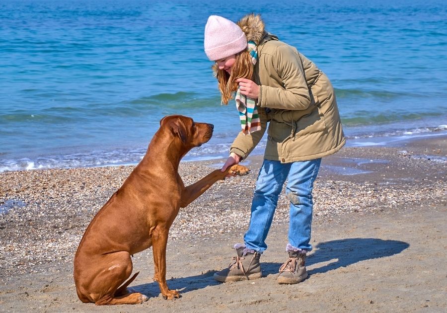 Rhodesian Ridgeback Dog Giving Her Paw to Girl in Obedience Training