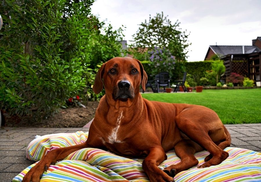 Rhodesian Ridgeback Dog Lying Down Outdoors