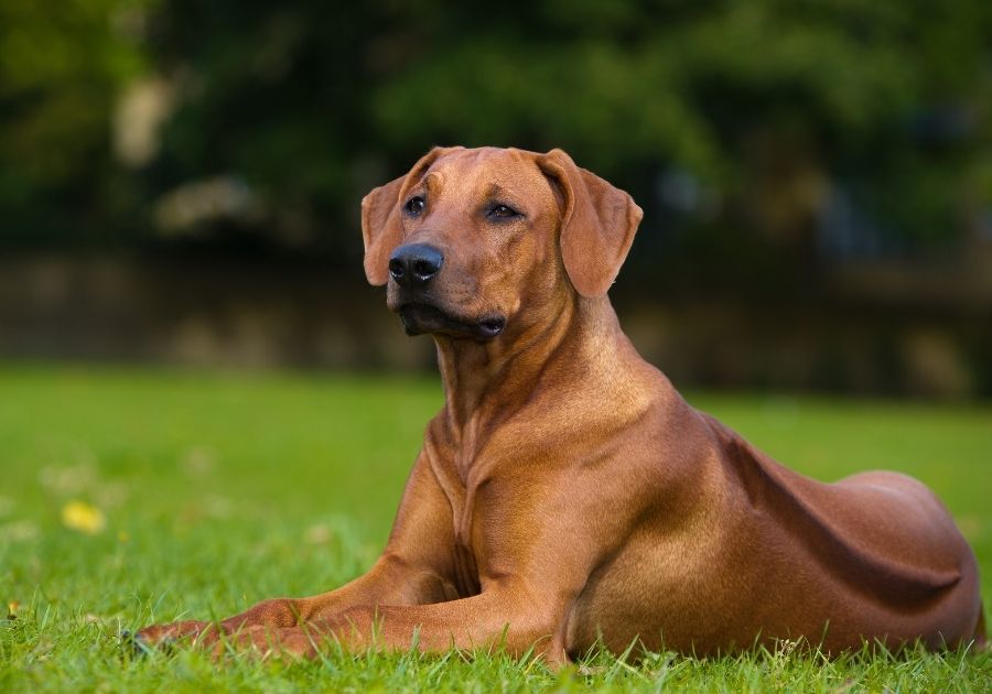 Rhodesian Ridgeback Dog Resting on Grass Showing Ridged Back