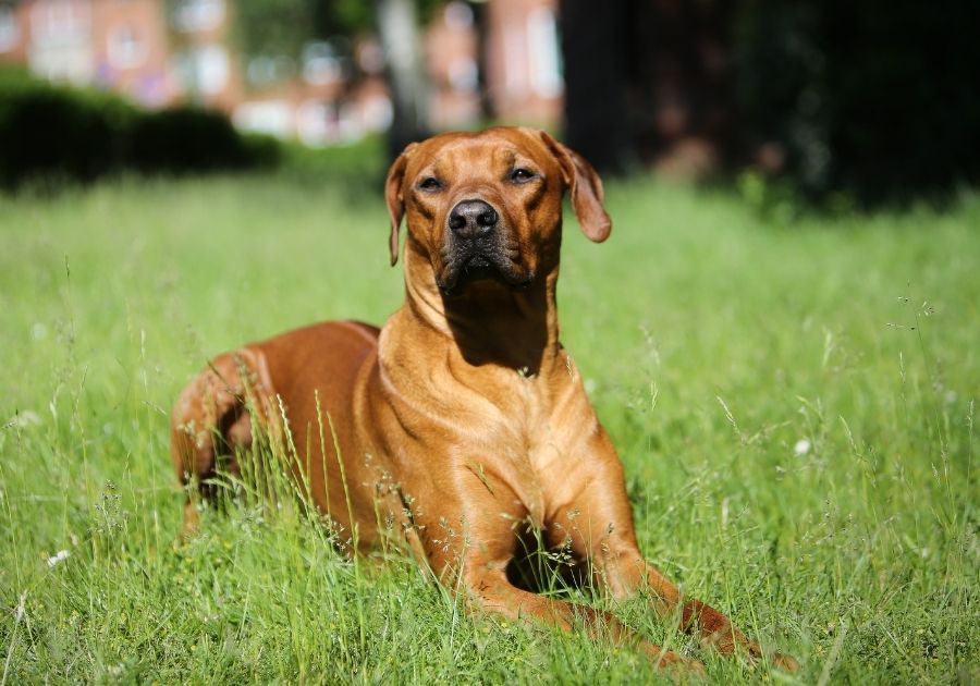 Wheaten Colored Ridgeback Resting on Grass