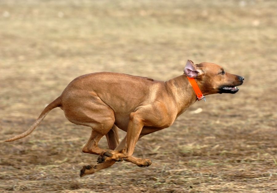Rhodesian Ridgeback Dog Running