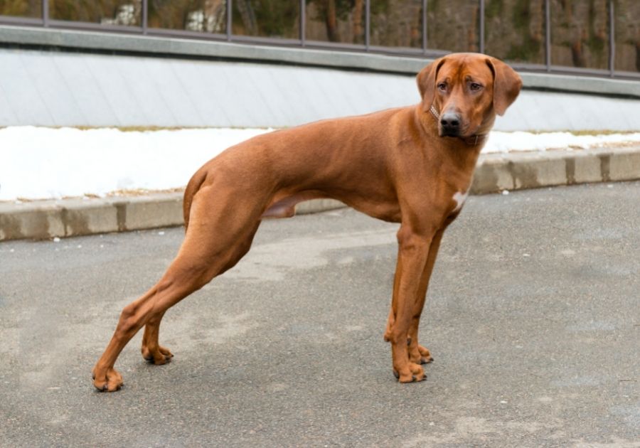 Rhodesian Ridgeback Dog Standing on Road