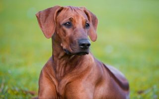 Rhodesian Ridgeback: 15 Facts About The African Lion Dog