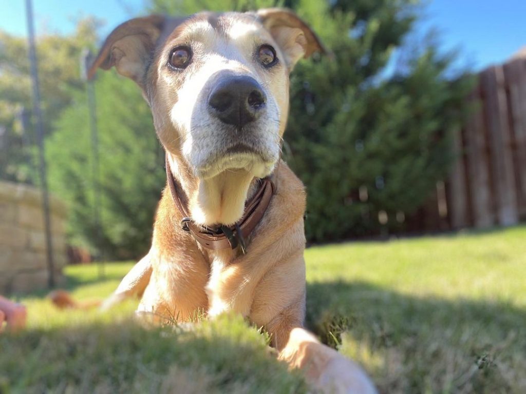 Rhodesian Ridgeback German Shepherd Mix Outdoors