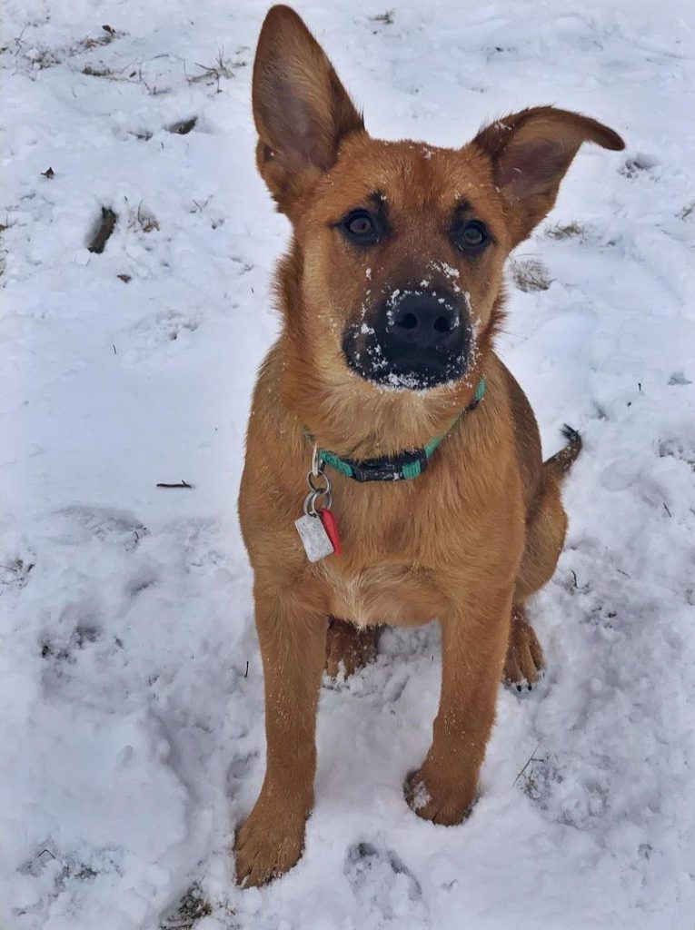 Rhodesian Ridgeback German Shepherd Mix Puppy Sitting on Snow