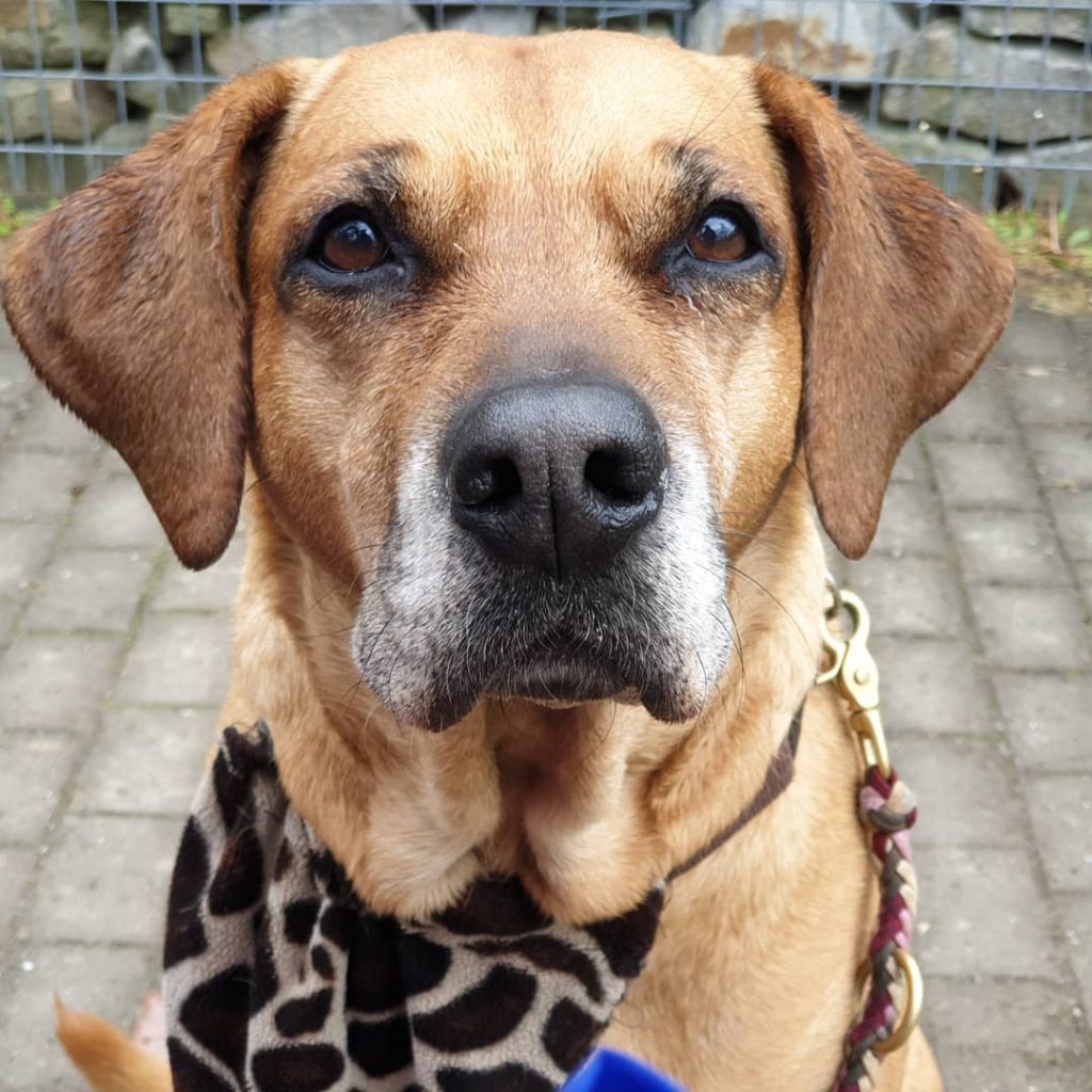 Close Up Photo of Rhodesian Ridgeback Golden Retriever Mix